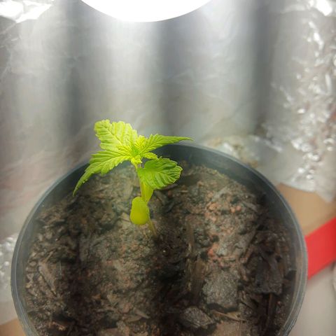 Starly growlog timeline photo