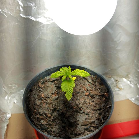 Starly growlog timeline photo