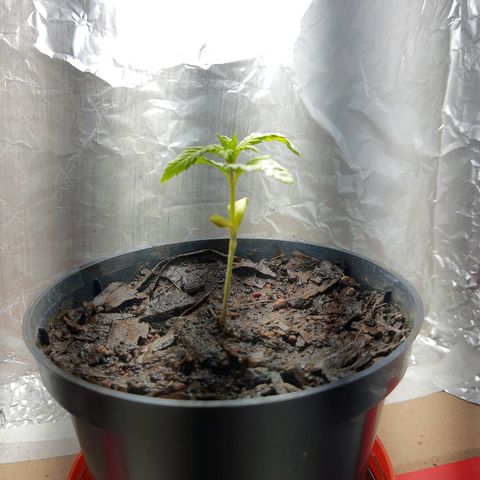 Starly growlog timeline photo