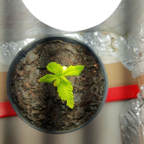 Starly growlog timeline photo