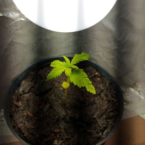Starly growlog timeline photo