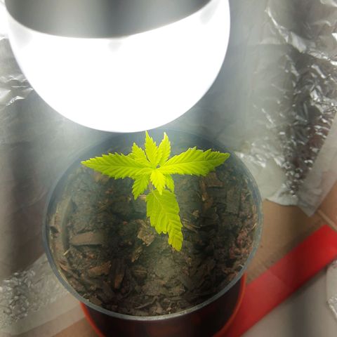 Starly growlog timeline photo