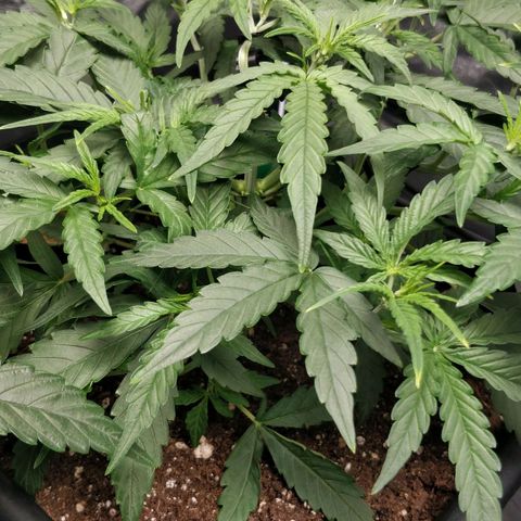 Green Gelato  growlog photo: Antes da desfoliação 