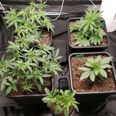 Green Gelato  growlog photo: Pós desfoliacao 