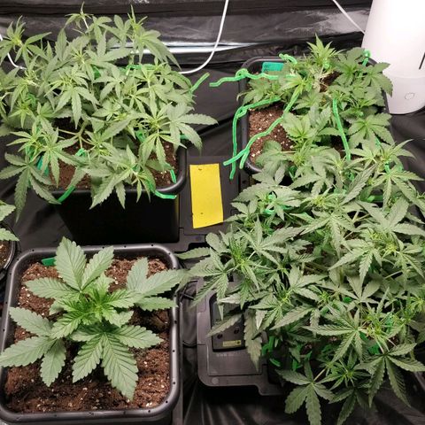 Green Gelato  growlog photo: Retirei os clips de lst e coloquei os limpadores de cachimbo 