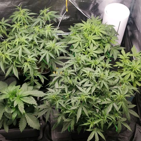 Green Gelato  growlog photo: Início fert flora 