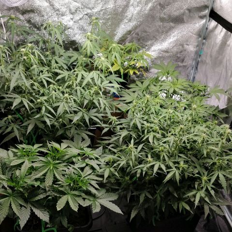 Green Gelato  growlog timeline photo