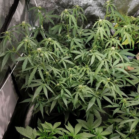 Green Gelato  growlog timeline photo