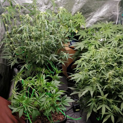 Green Gelato  growlog timeline photo