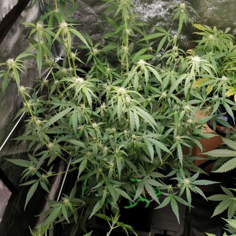 Green Gelato  growlog photo: Desfoliacao 