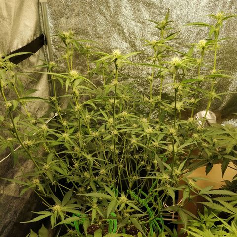 Green Gelato  growlog photo: Pós lolipo