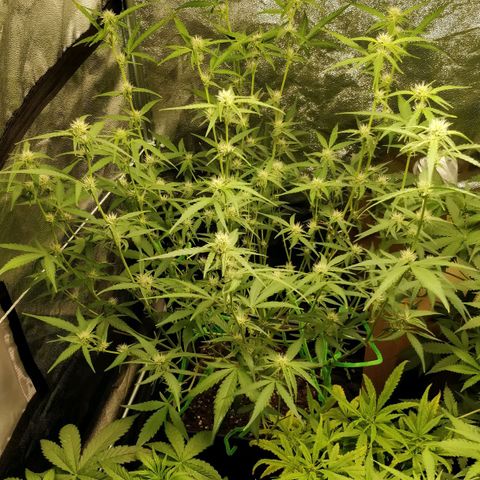 Green Gelato  growlog photo: Primeiro dia após lolippoing