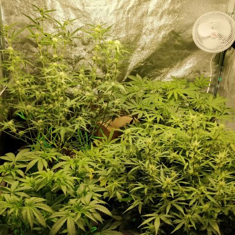 Green Gelato  growlog timeline photo