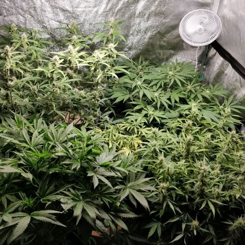 Green Gelato  growlog timeline photo