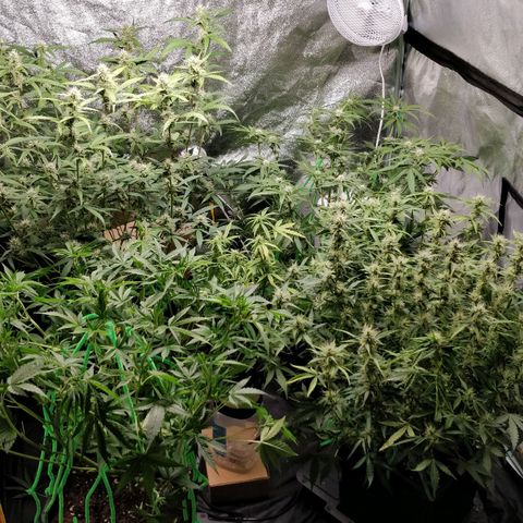 Green Gelato  growlog photo: Pós desfoliacao 