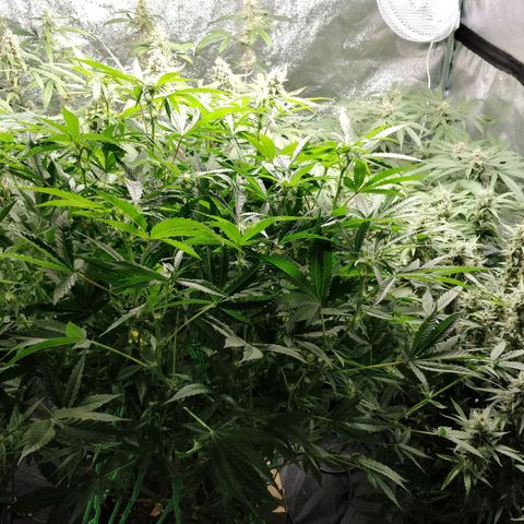 Green Gelato  growlog timeline photo