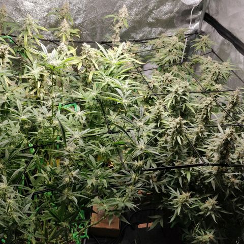 Green Gelato  growlog timeline photo