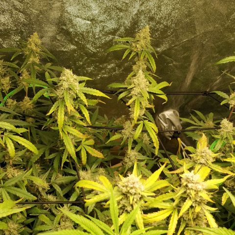 Green Gelato  growlog timeline photo