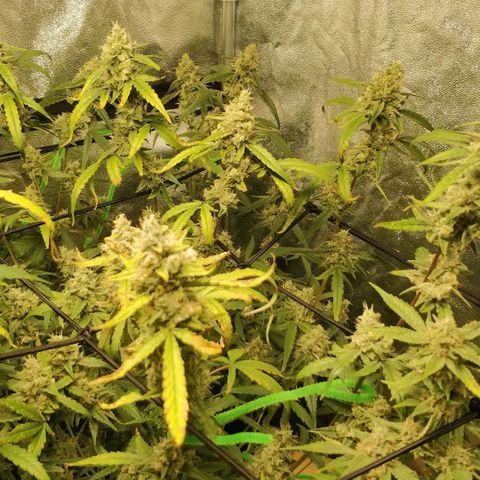 Green Gelato  growlog timeline photo