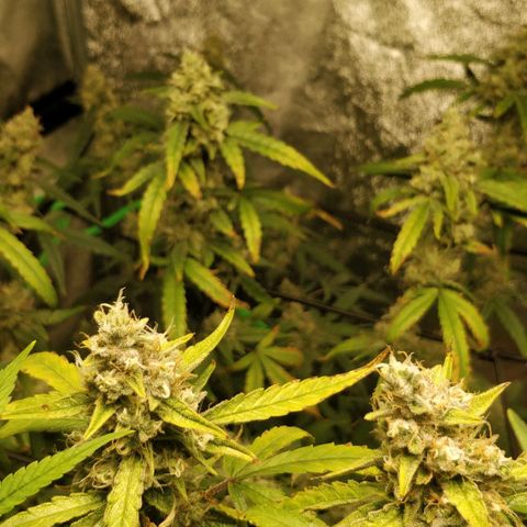 Green Gelato  growlog timeline photo