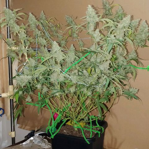 Green Gelato  growlog timeline photo