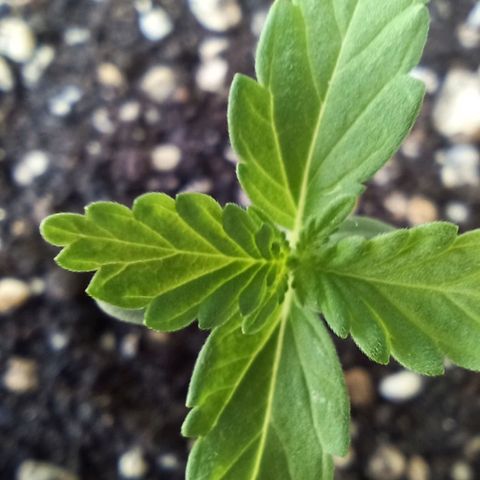 Auto Critical +2 XXL growlog timeline photo