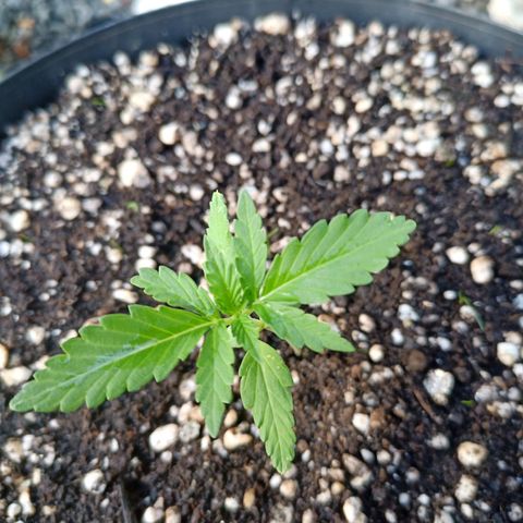 Auto Critical +2 XXL growlog timeline photo