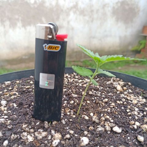 Auto Critical +2 XXL growlog timeline photo