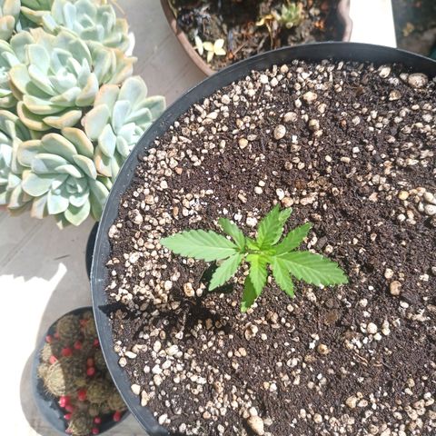 Auto Critical +2 XXL growlog timeline photo