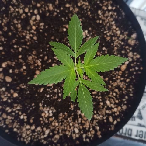 Auto Critical +2 XXL growlog timeline photo