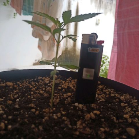 Auto Critical +2 XXL growlog timeline photo