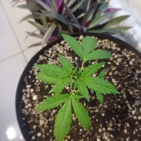 Auto Critical +2 XXL growlog timeline photo