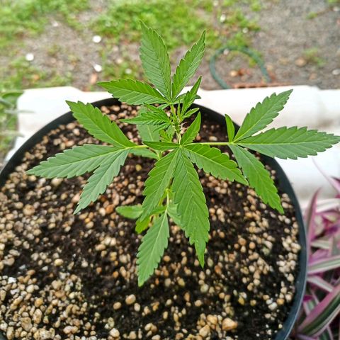 Auto Critical +2 XXL growlog timeline photo