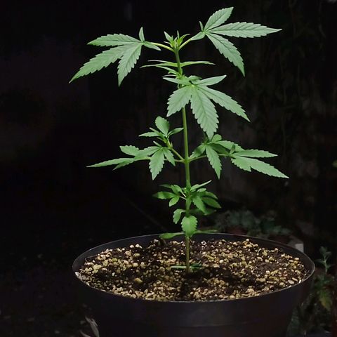 Auto Critical +2 XXL growlog timeline photo