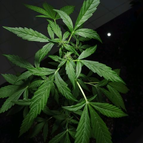 Auto Critical +2 XXL growlog timeline photo