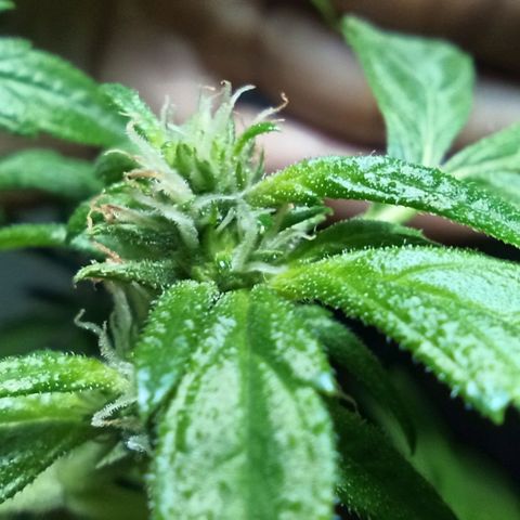 Auto Critical +2 XXL growlog timeline photo