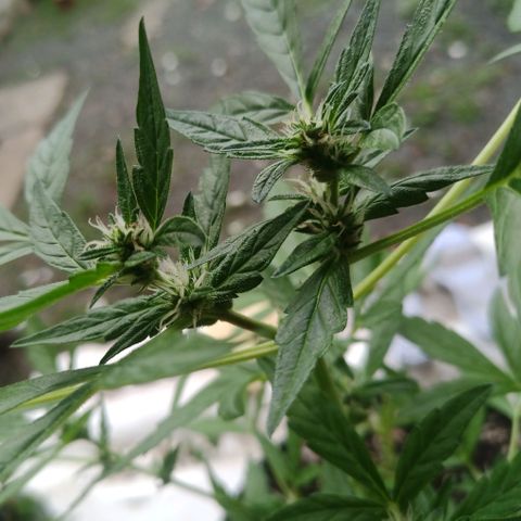 Auto Critical +2 XXL growlog timeline photo