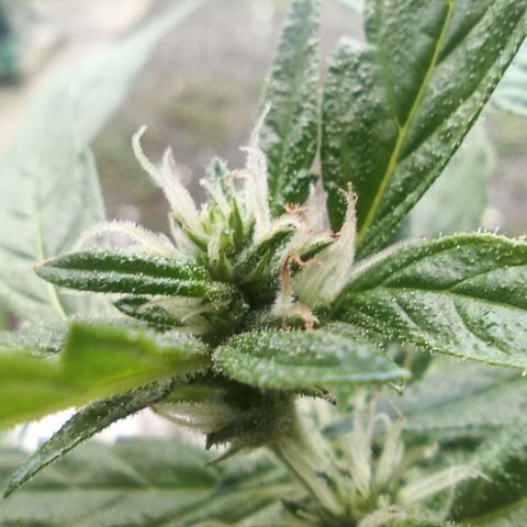 Auto Critical +2 XXL growlog timeline photo