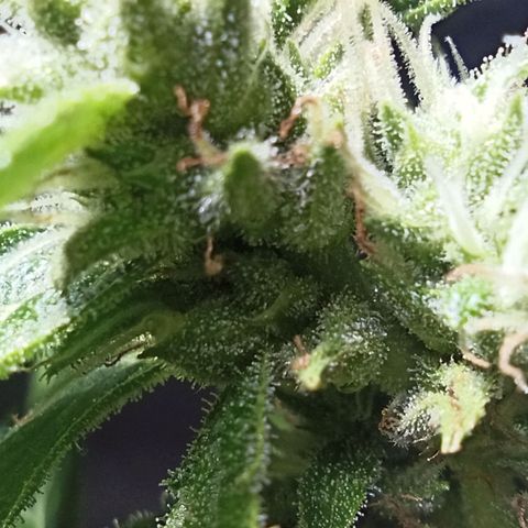 Auto Critical +2 XXL growlog timeline photo