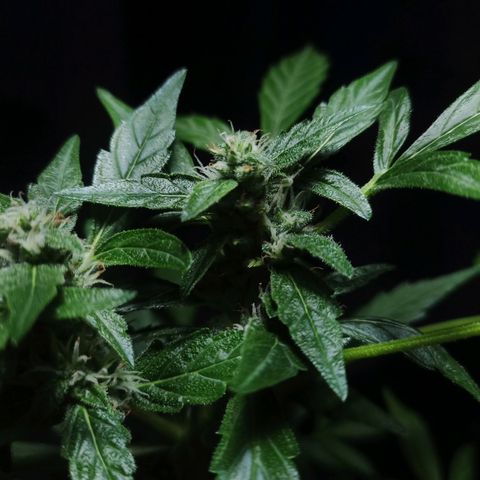 Auto Critical +2 XXL growlog timeline photo