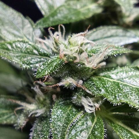 Auto Critical +2 XXL growlog timeline photo
