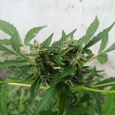 Auto Critical +2 XXL growlog timeline photo