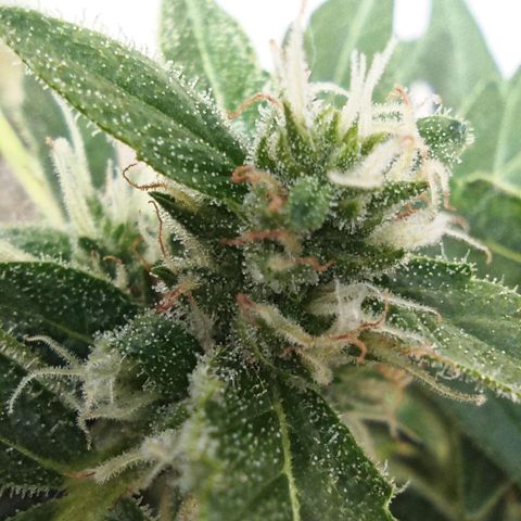 Auto Critical +2 XXL growlog timeline photo