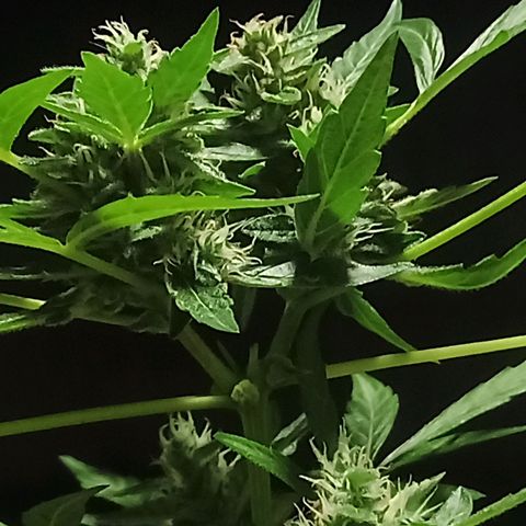 Auto Critical +2 XXL growlog timeline photo