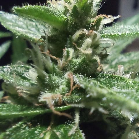Auto Critical +2 XXL growlog timeline photo
