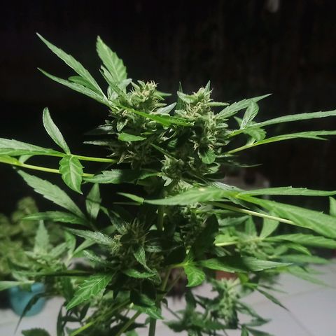 Auto Critical +2 XXL growlog timeline photo