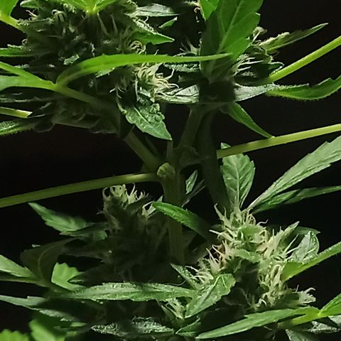 Auto Critical +2 XXL growlog timeline photo