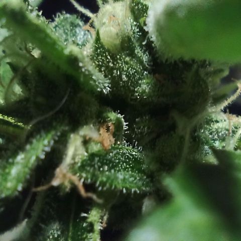 Auto Critical +2 XXL growlog timeline photo