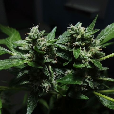 Auto Critical +2 XXL growlog timeline photo