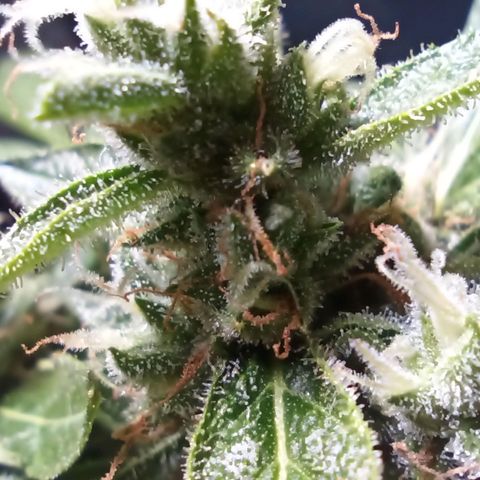 Auto Critical +2 XXL growlog timeline photo